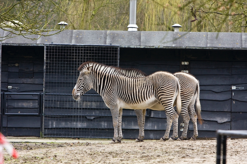 IMG_7986.jpg - zèbre de grévy (Equus grevyi)