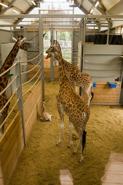 IMG_7996.jpg - on voit la taille il est vraiment tout jeune !!giraffe de Kordofan (Giraffa camelopardalis antiquorum)