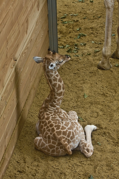IMG_8008.jpg - giraffe de Kordofan (Giraffa camelopardalis antiquorum)