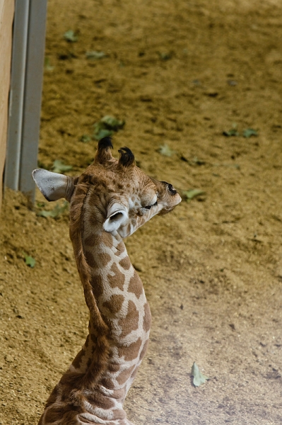 IMG_8049.jpg - giraffe de Kordofan (Giraffa camelopardalis antiquorum)