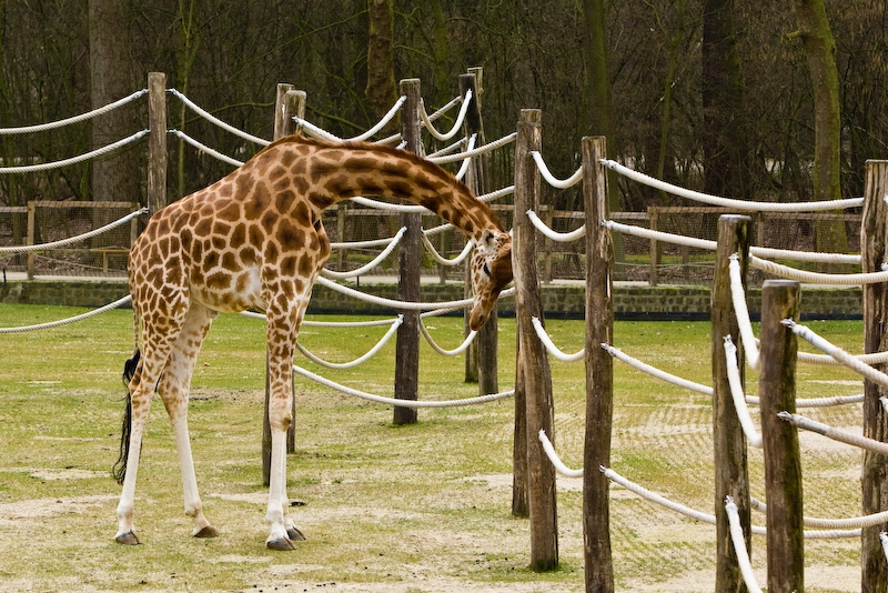 IMG_8053.jpg - giraffe de Kordofan (Giraffa camelopardalis antiquorum)