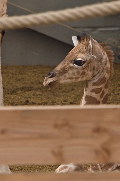 IMG_8067.jpg - giraffe de Kordofan (Giraffa camelopardalis antiquorum)