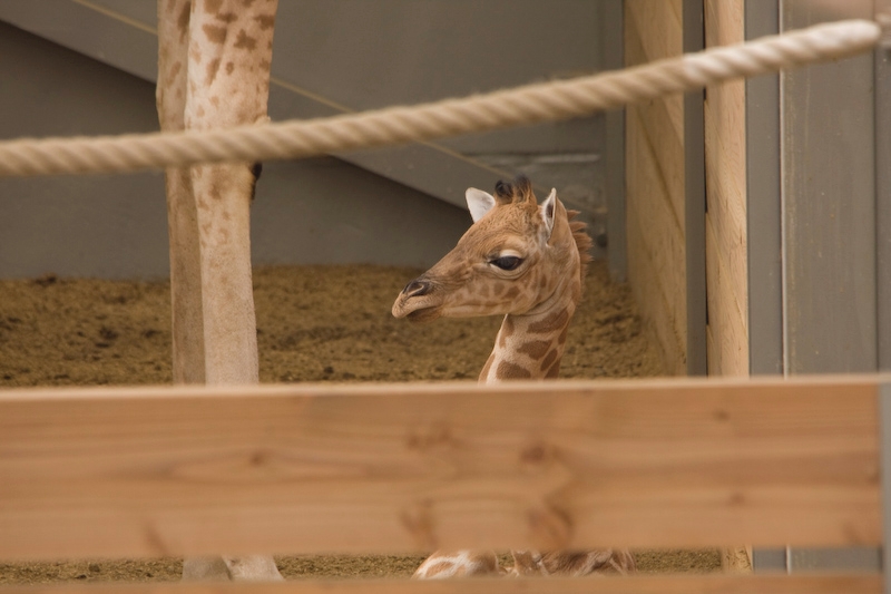 IMG_8073.jpg - giraffe de Kordofan (Giraffa camelopardalis antiquorum)