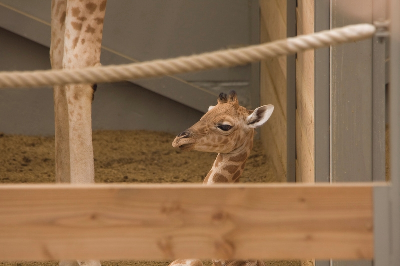 IMG_8076.jpg - Girafon, pas facile à avoirgiraffe de Kordofan (Giraffa camelopardalis antiquorum)