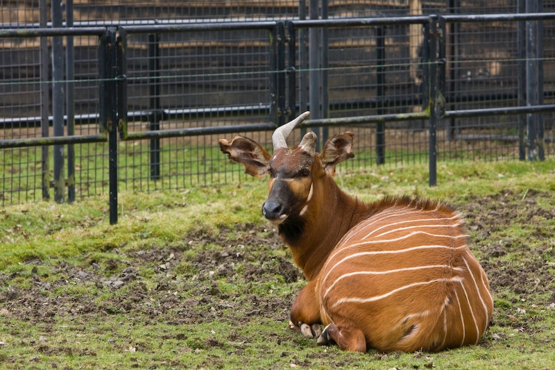 IMG_8081.jpg - Asymétrique Bongo de l'est (Tragelaphus eurycerus isaaci)