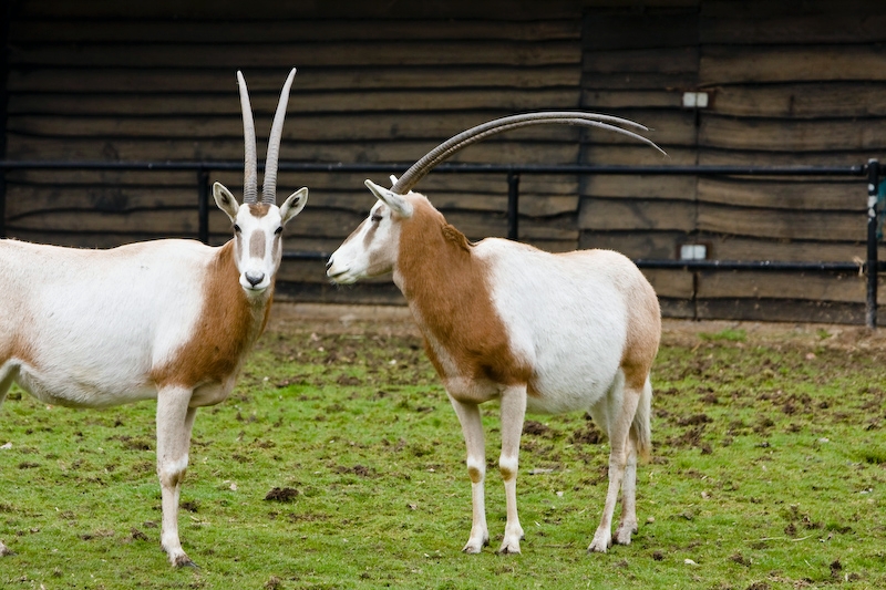 IMG_8093.jpg - Oryx algazelle (Oryx dammah)