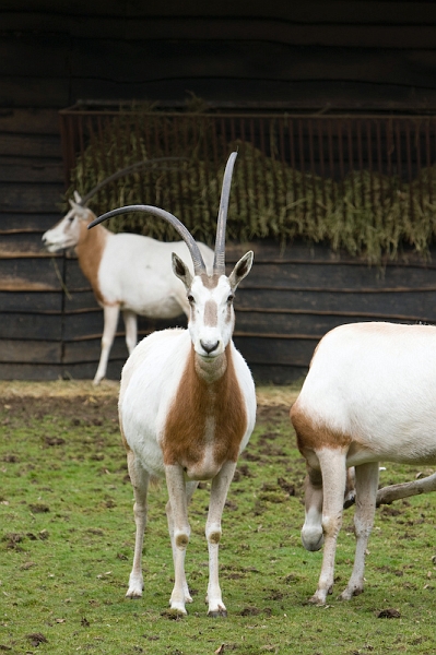 IMG_8122.jpg - Asymétrique :) Oryx algazelle (Oryx dammah)