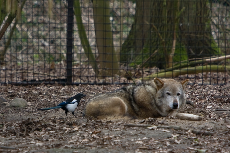 IMG_8146.jpg - Loup aphatique, la pie est venue lui pincer les poils du derrière, ça l'a laissé de marbre ... ou il est malade ou il se fait vraiment chier.    Loup d'Europe (Canis lupus lupus)