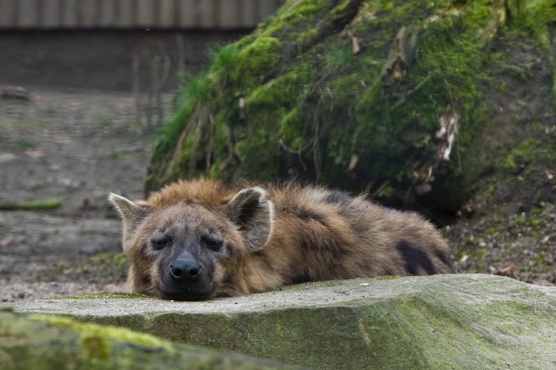 IMG_8175.jpg - Hyène tachetée (Crocuta crocuta crocuta)