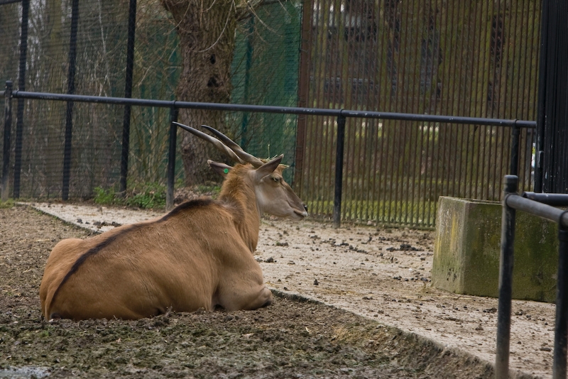 IMG_8181.jpg - Eland commun (Taurotragus oryx)