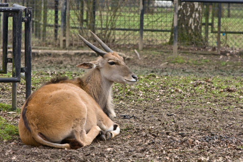 IMG_8200.jpg - Eland commun (Taurotragus oryx)