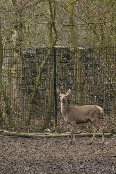 IMG_8212.jpg - Biche de cerf rouge (Cervus elaphus hippelaphus)