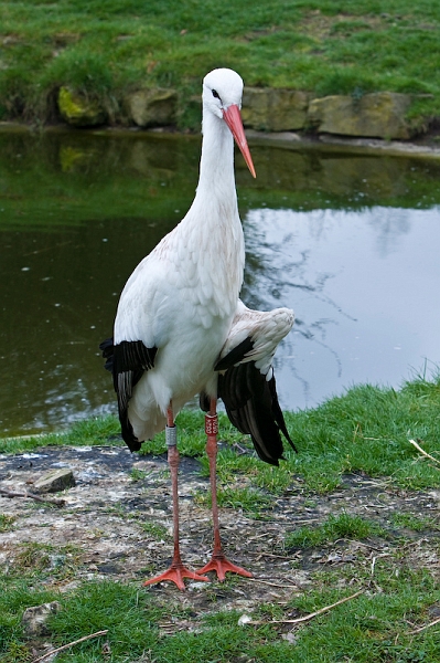IMG_8221.jpg - un petit enclos de cigognes bléssées et ne pouvant pas voler (Ciconia Ciconia) cigognes blanches
