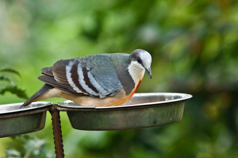 IMG_8306.jpg - Gallicolombe