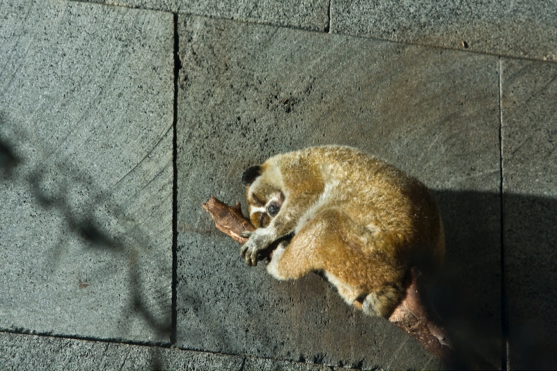 IMG_8337.jpg - lori lent pygmée (Nycticebus pygmaeus) (il vit dans le noir)