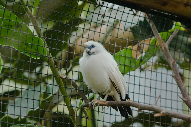 IMG_8340.jpg - Étourneau de Bali (Leucopsar rothschildi)