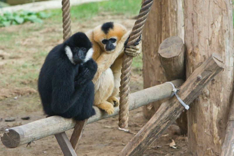 IMG_8346.jpg - gibbon à favoris blancs du Nord (Hylobates leucogenys leucogenys) + lar (Hylobates lar)