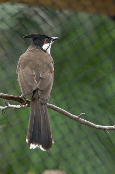 IMG_8382.jpg - Bulbul à joues rouges (Pycnonotus jocosus)
