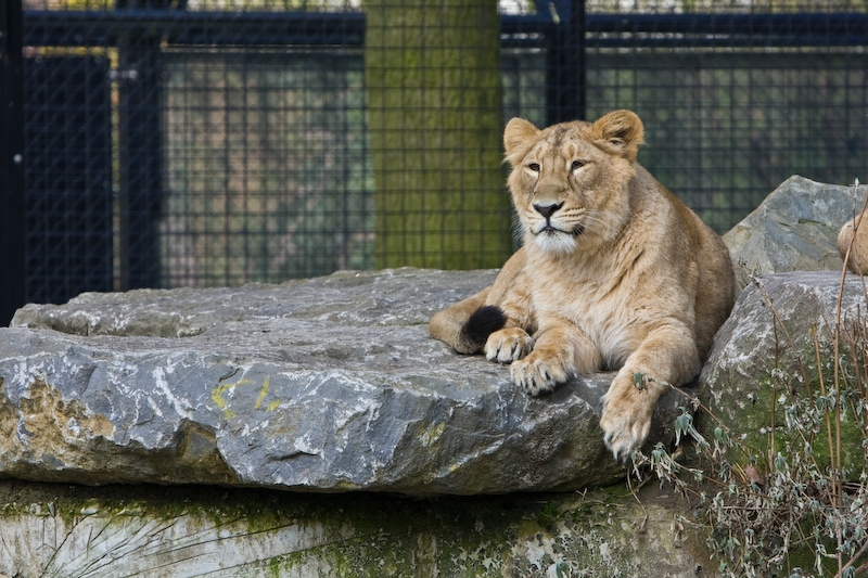 IMG_8397.jpg - Lions d'Asie (Panthera leo persica)