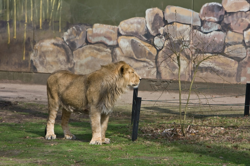 IMG_8400.jpg - Lions d'Asie (Panthera leo persica)