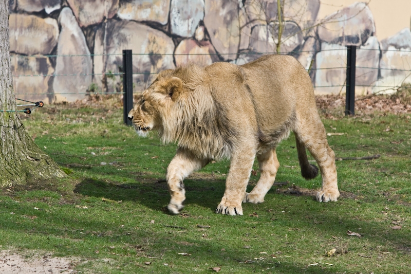 IMG_8410.jpg - Lions d'Asie (Panthera leo persica)