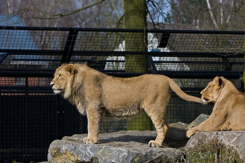 IMG_8431.jpg - Lions d'Asie (Panthera leo persica)