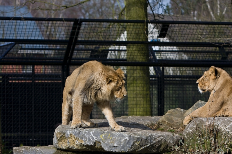 IMG_8434.jpg - Lions d'Asie (Panthera leo persica)