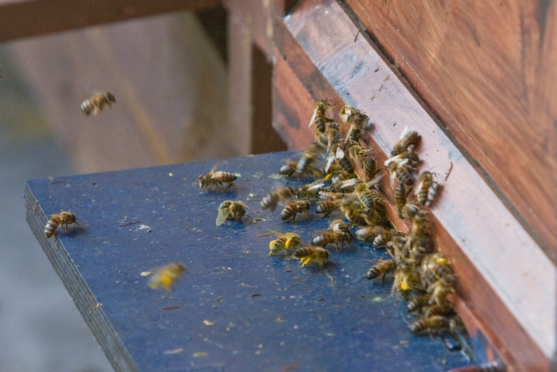 IMG_8480.jpg - 3 ruches (visibles) on voit que le printemps est la, les abeilles reviennent chargées pour refaire les provisions perdues durant l'énorme hivert que nous avons eu. Apis mellifera