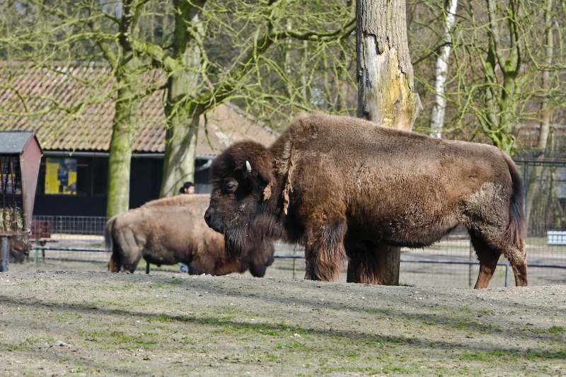 IMG_8502.jpg - un bisonBison d'Amérique (Bison bison bison)