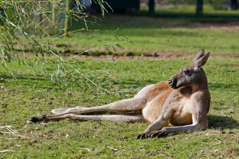 IMG_8554.jpg - kangourou , vu la taille un adulte !Kangourou roux (Macropus rufus)