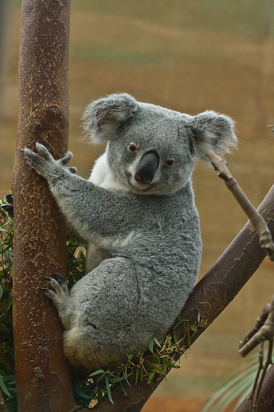 IMG_8579.jpg - koalas du Queensland (Phascolarctos cinereus adustus)