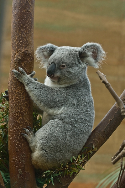 IMG_8581.jpg - koalas du Queensland (Phascolarctos cinereus adustus)