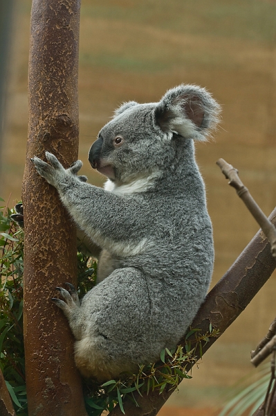 IMG_8582.jpg - koalas du Queensland (Phascolarctos cinereus adustus)
