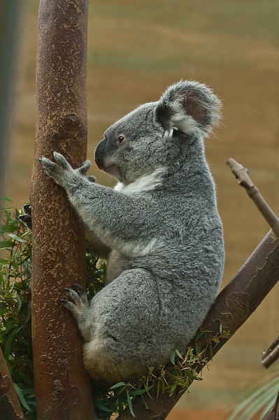 IMG_8583.jpg - koalas du Queensland (Phascolarctos cinereus adustus)