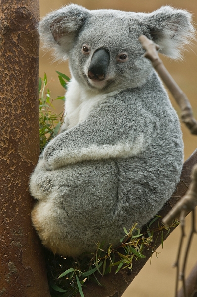 IMG_8586.jpg - Dommage la petite branche en avant plankoalas du Queensland (Phascolarctos cinereus adustus)
