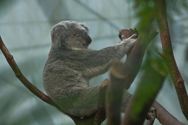 IMG_8610.jpg - koalas du Queensland (Phascolarctos cinereus adustus)