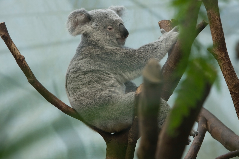 IMG_8615.jpg - koalas du Queensland (Phascolarctos cinereus adustus)