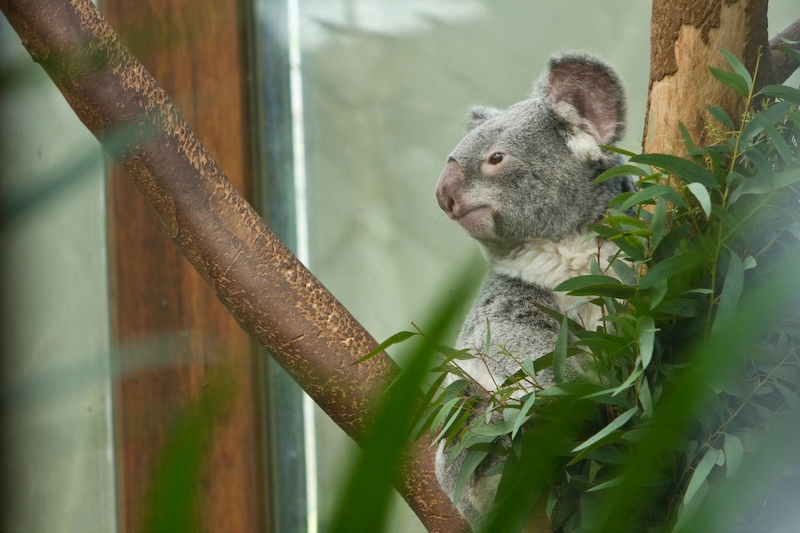 IMG_8618.jpg - koalas du Queensland (Phascolarctos cinereus adustus)