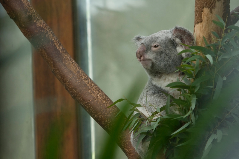 IMG_8619.jpg - Koala, les vitres étaient propres ! un vrai bonheur de l'observerkoalas du Queensland (Phascolarctos cinereus adustus)