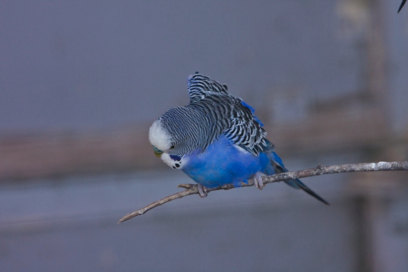 IMG_8636.jpg - perruches ondulés