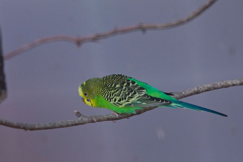 IMG_8646.jpg - perruches ondulés