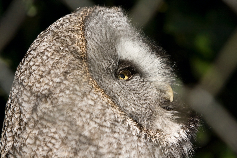 IMG_8653.jpg - Chouette lapone (Strix nebulosa)