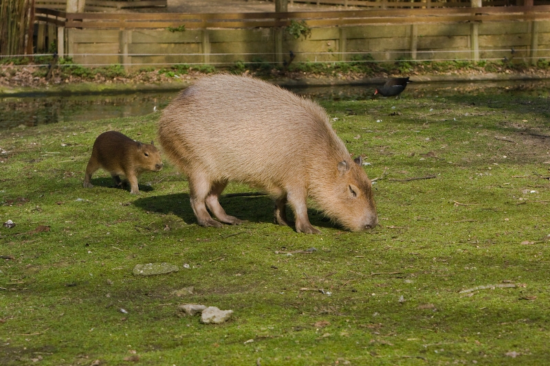 IMG_8700.jpg - capybara