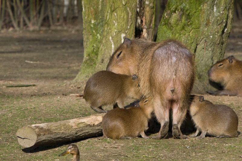 IMG_8709.jpg - capybara