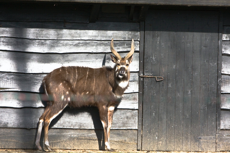 IMG_8714.jpg - Sitatunga (Tragelaphus spekeii)