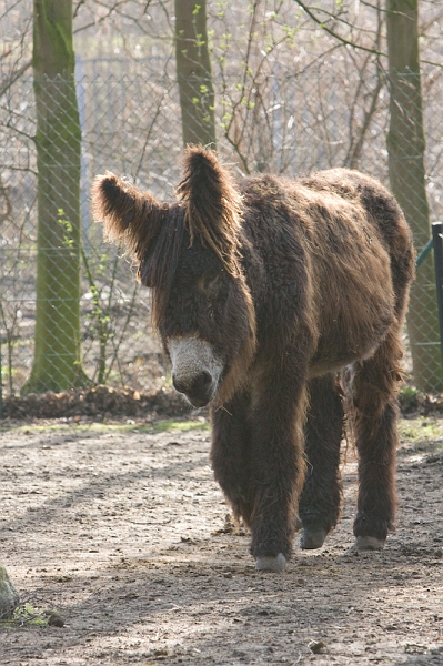 IMG_8725.jpg - il avait la taille d'un cheval ! âne du poitou (ils doivent les élever aux hormones ....)