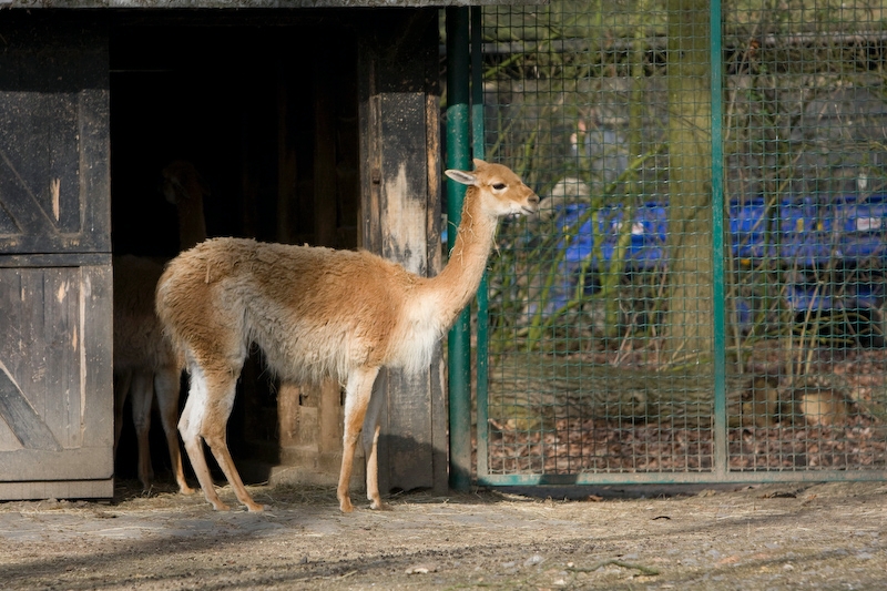 IMG_8738.jpg - Vigogne, c'est ce qui était écrit,(je veux bien mais, ça ressemble à un guanaco ...)Vigogne (Vicugna vicugna)
