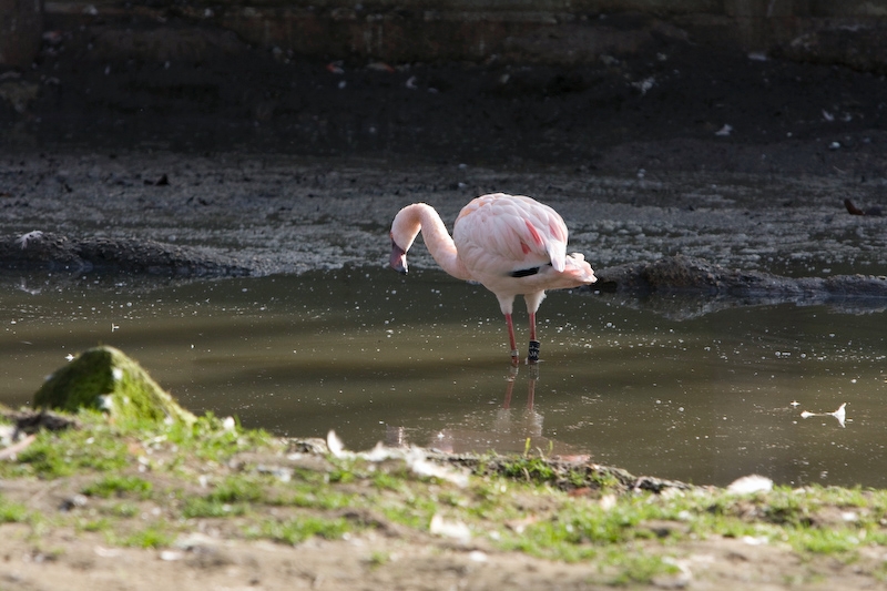 IMG_8740.jpg - flamant rose i, mais Eau sale, terrain boueux pas mis en valeur pourtant il y en a une vingtaine.flamant nain (Phoenicopterus minor)