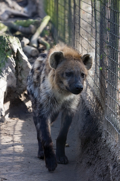 IMG_8754.jpg - Hyène tachetée (Crocuta crocuta crocuta)