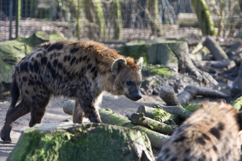 IMG_8764.jpg - hyenne, Grosses de la taille d'un gros berger allemand ...Hyène tachetée (Crocuta crocuta crocuta)